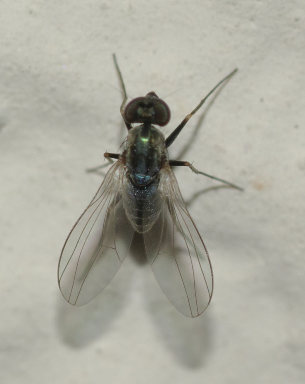 Medetera sp. (Dolichopodidae)